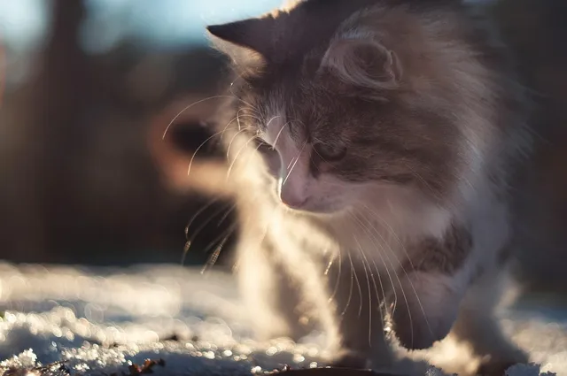 THE BRUSHIES Szczoteczka silikonowa Gryzozaur CHOMPS z książeczką PL 
