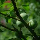 MAMUKO Puree owocowe BIO gruszka śliwka czarna porzeczka