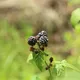 MAMUKO Puree warzywno-owocowe BIO dynia czarna porzeczka