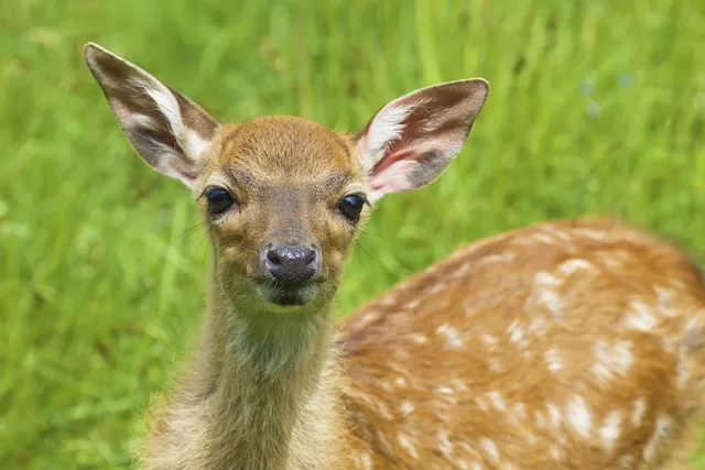 aden+anais Otulacz muślinowy DISNEY Bambi 4 szt.