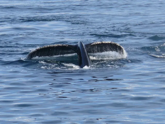 aden+anais Otulacz muślinowy WHALES BOATS 2 szt.