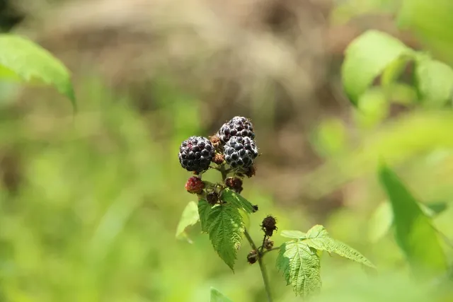MAMUKO Puree warzywno-owocowe BIO dynia czarna porzeczka