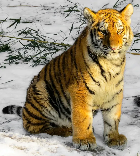 aden+anais Kołderka muślinowa PACIFIC PARADISE TIGER
