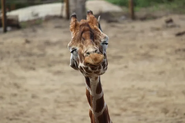 aden+anais Otulacz muślinowy JUNGLE JAM GIRAFFE