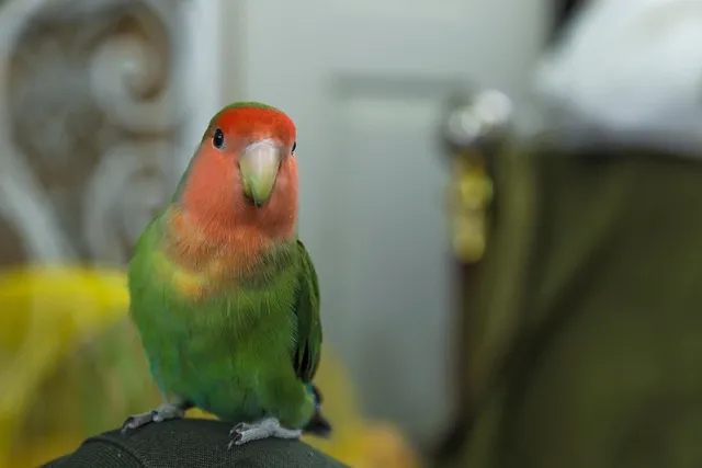 aden+anais Kocyk muślinowy LOVEBIRD