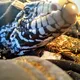 TEGU Drewniane klocki magnetyczne STICKY MONSTERS Zip Zap