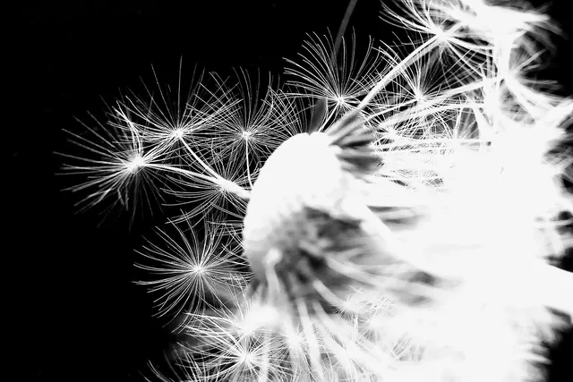 aden+anais Śpiworek zimowy LOVELY REVERIE DANDELION rozmiar S